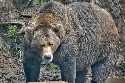 К вопросу о \"самых больших медведях\" : Охота