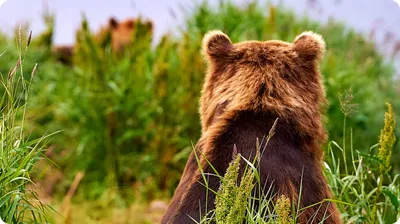 Медведь просыпается и вылезает из берлоги после многомесячной спячки - ET |  Articles