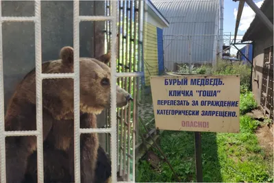 Принца Лихтенштейна заподозрили в убийстве самого большого медведя Европы -  РИА Новости, 06.05.2021