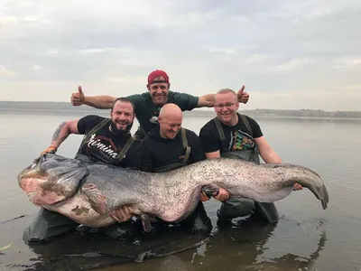 Рыбаки оценят: пойман самый большой в мире сом. ФОТО. - Nashrezekne