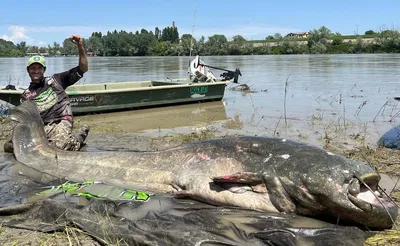 Рыбак в одиночку выловил гигантского сома