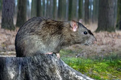 Крысиный король • Глеб Сегеда • Научная картинка дня на «Элементах» •  Зоология