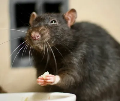 Крыса в доме!», или правила содержания грызунов - Ветклиника Эпиона