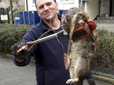 Жители Стокгольма поймали в доме гигантскую крысу | Пикабу