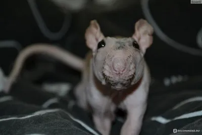 Ветеринары удалили домашней крысе опухоль размером с яблоко - 25 декабря  2019 - НГС24