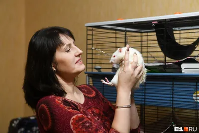 Крысы выселили уточек из казанского парка Урицкого – KazanFirst