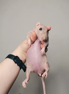 Фото самой большой крысы фото