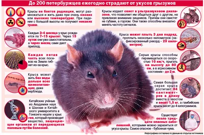 Декоративная крыса - «4 апреля - Всемирный день крыс! расскажу о моих  мальчиках - Кроппе, Перчике и Шампиньоне » | отзывы
