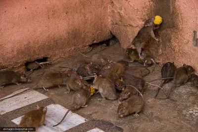 Крысы — Википедия