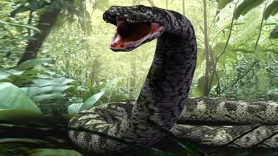 Titanoboa - the most gigantic snake in history - YouTube