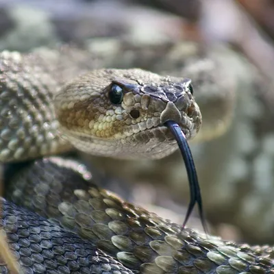 Змеи Таиланда - Кобры