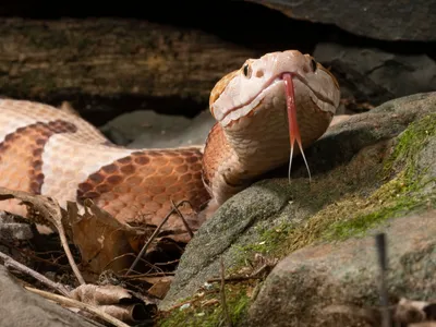 Сетчатый питон (лат. Python reticulatus) - «Самая длинная змея в мире в  обычной квартире. О содержании, кормлении и том, почему хочу продать » |  отзывы