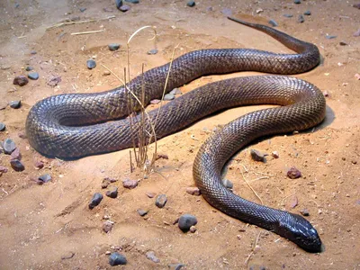 Найденная в тропиках змея может оказаться вымершей 60 миллионов лет назад  титанобоа
