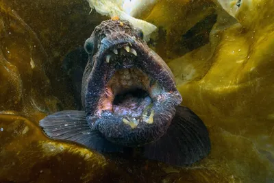 Фото самой страшной рыбы фото