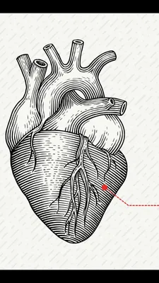 Сердечный желудочек «из пробирки» – почти как настоящий!