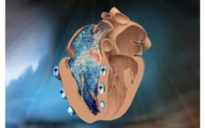 Настоящий Орган Сердца Человека — стоковая векторная графика и другие  изображения на тему Сердце - Сердце, Сердце человека, Векторная графика -  iStock