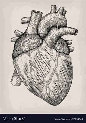 Настоящий Орган Сердца Человека — стоковая векторная графика и другие  изображения на тему Без людей - Без людей, Болезнь, Векторная графика -  iStock