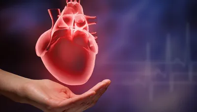 Рисунок сердца человека легкий - 87 фото