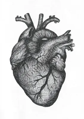 реалистичное красное сердце настоящий внутренний человеческий орган с  аортой. анатомическое искусство реализма. медицинский научны Иллюстрация  вектора - иллюстрации насчитывающей внутренн, мышца: 267988290