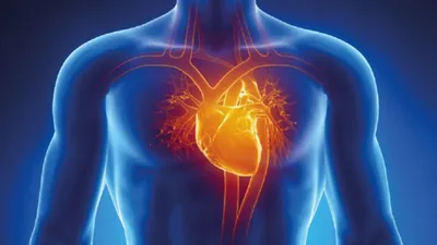Сердце человека рисунок карандашом - 76 фото