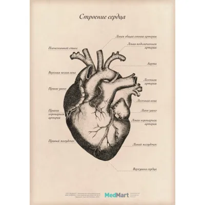 Сердце : нормальная анатомия | e-Anatomy
