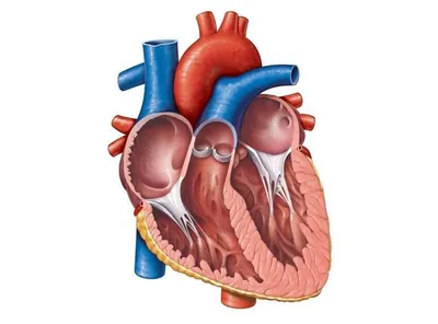 Сердце человека рисунок карандашом - 62 фото