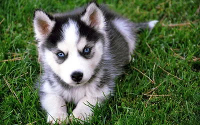 Фото щенка хаски с голубыми глазами фото