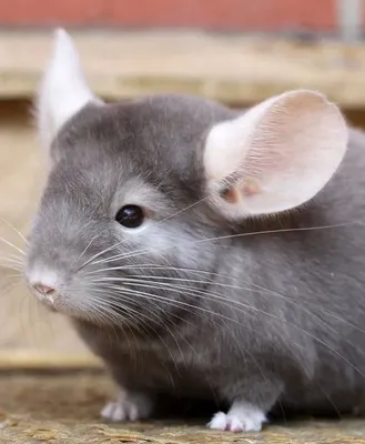 Chinchillas