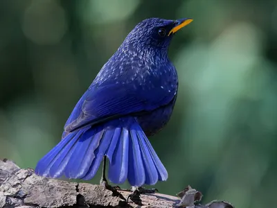 Фото синей птицы фото