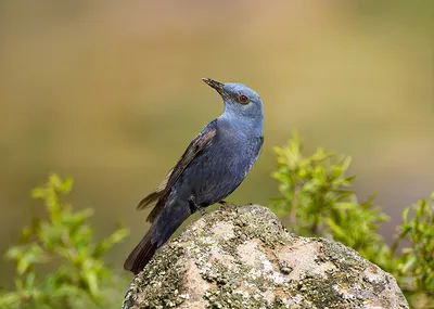 синяя птица сидит на ветке в лесу, картина с синей птицей фон картинки и  Фото для бесплатной загрузки