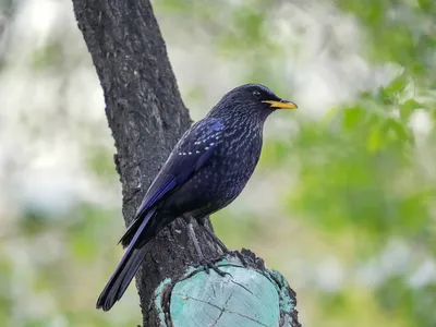 Лиловый дрозд: Синяя птица счастья действительно существует! Как живёт  символ удачи и благополучия? | Книга животных | Дзен