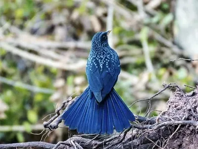 Синяя птица — Википедия