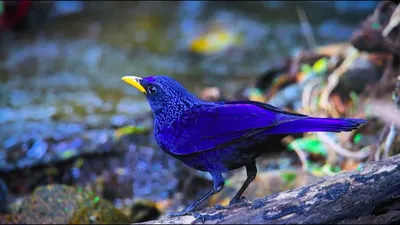 Лиловый дрозд: Синяя птица счастья действительно существует! Как живёт  символ удачи и благополучия? | Пикабу