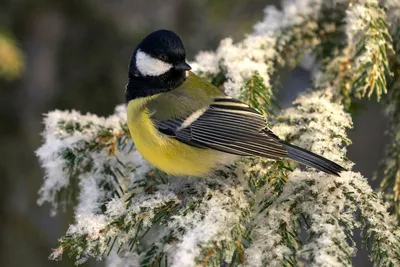 Синица зимующая птица - 68 фото