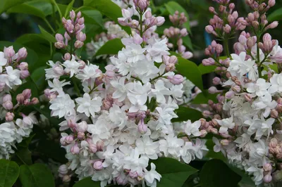 Сирень обыкновенная Красавица Москвы (Syringa vulgaris Krasavitsa  Moskvy/Beauty of Moscow) - «Сирень Красавица Москвы - официальный цветочный  символ города! Уникальный сорт с изменчивым цветом, считается самой  красивой сиренью в мире. » | отзывы