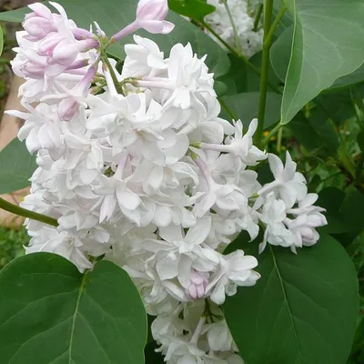 Сирень обыкновенная Красавица Москвы (Московская красавица) (Syringa  vulgaris 'Krasavitsa Moskvy') - описание сорта, фото, саженцы, посадка,  особенности ухода. Дачная энциклопедия.