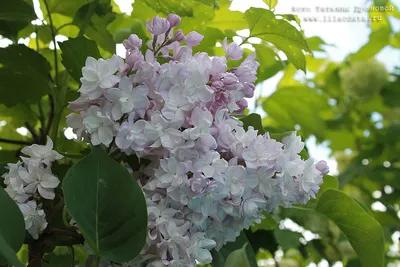 Сирень обыкновенная Красавица Москвы (Syringa vulgaris Krasavitsa  Moskvy/Beauty of Moscow) - «Сирень \"Красавица Москвы\" - идеальный союз  Belle de Nancy и советского сорта Мичурин. Кто сказал что интернациональные  союзы это плохо? » | отзывы