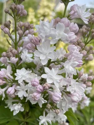 Сирень \"Красавица Москвы\" штамбовая / Syringa vulgaris \"Krasavitsa Moskvy\"  - Купить саженцы сирени в питомнике – выгодные цены в интернет-магазине в  Москве