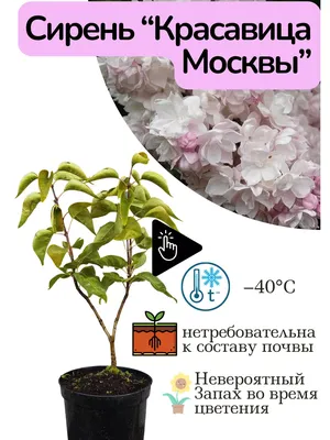 💐Сирень Красавица Москвы💐 🌸«Если в раю есть сирень, то ...