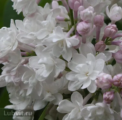 Сирень обыкновенная Красавица Москвы (Syringa vulgaris Krasavitsa  Moskvy/Beauty of Moscow) - «Сирень Красавица Москвы - официальный цветочный  символ города! Уникальный сорт с изменчивым цветом, считается самой  красивой сиренью в мире. » | отзывы