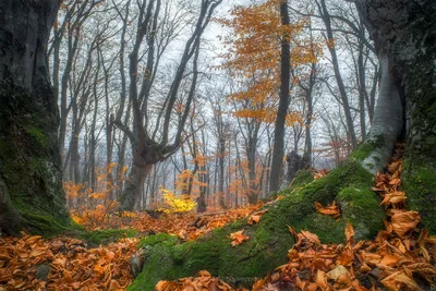 Сказочный лес. Photographer Sergii Vidov