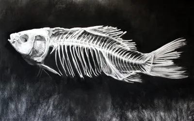 Скелет рыбы арт - 35 фото
