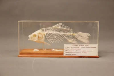 Скелет рыбы, двойная экспозиция, …» — создано в Шедевруме
