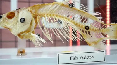 Скелет рыбы png | Премиум PSD Файл