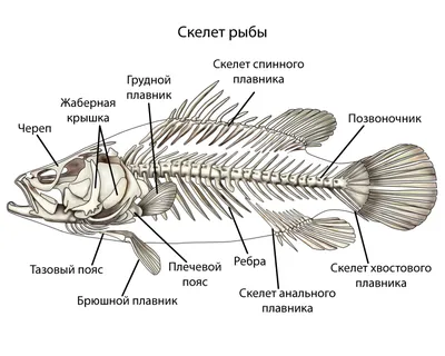 Скелет рыбы; Арт: Б411.3-8 — Компания 2Д3Д