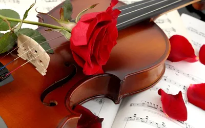 Скрипка вдалеке+нежно розовые цветы+…» — создано в Шедевруме
