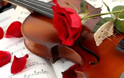 Цветы Розы скрипка, роза, красная, лепестки, цветок, ноты фото, обои на  рабочий стол