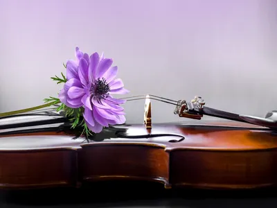 Скрипка на цветке | Премиум Фото