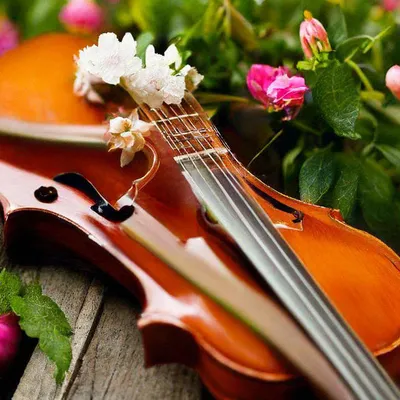 Натюрморт со скрипкой и цветами. Фотограф Андрей Морозов