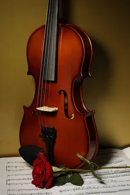 Классическая скрипка с цветами крупным планом :: Стоковая фотография ::  Pixel-Shot Studio